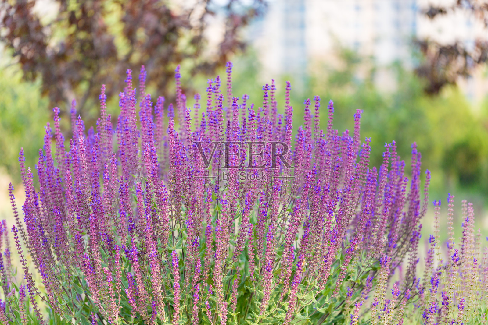 户外的春天,盛开的薰衣草和蜜蜂,鼠尾草照片摄影图片