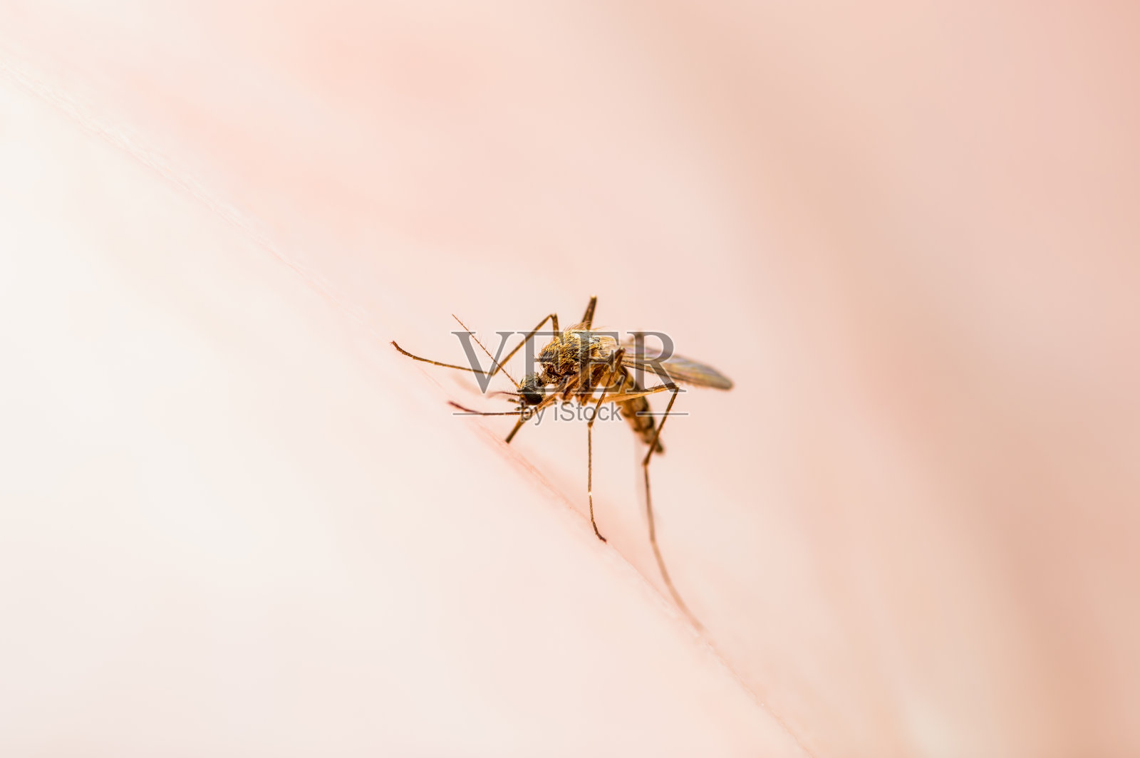 脑炎,黄热病,疟疾或寨卡病毒感染的库蚊寄生虫昆虫宏照片摄影图片