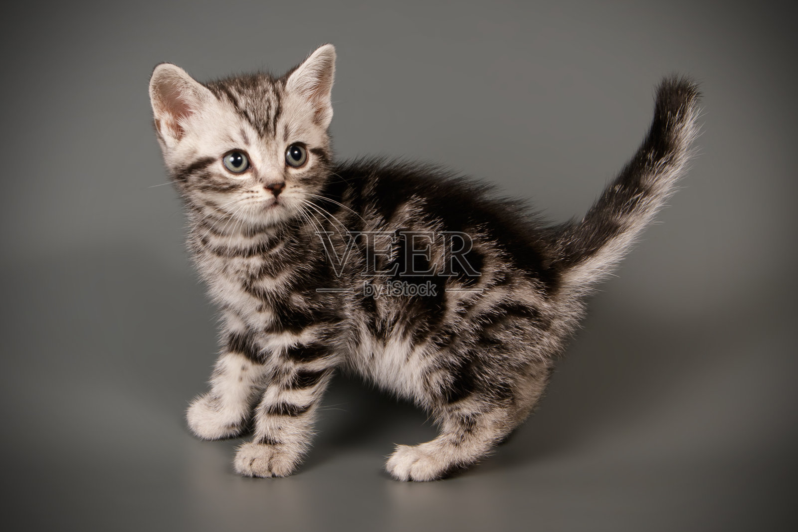 彩色背景上的美国短毛猫照片摄影图片