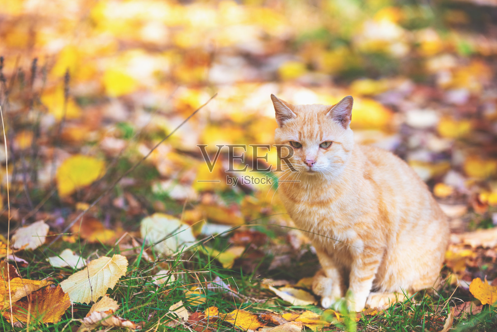 悲伤的姜黄色猫坐在秋天的花园的树叶上照片摄影图片