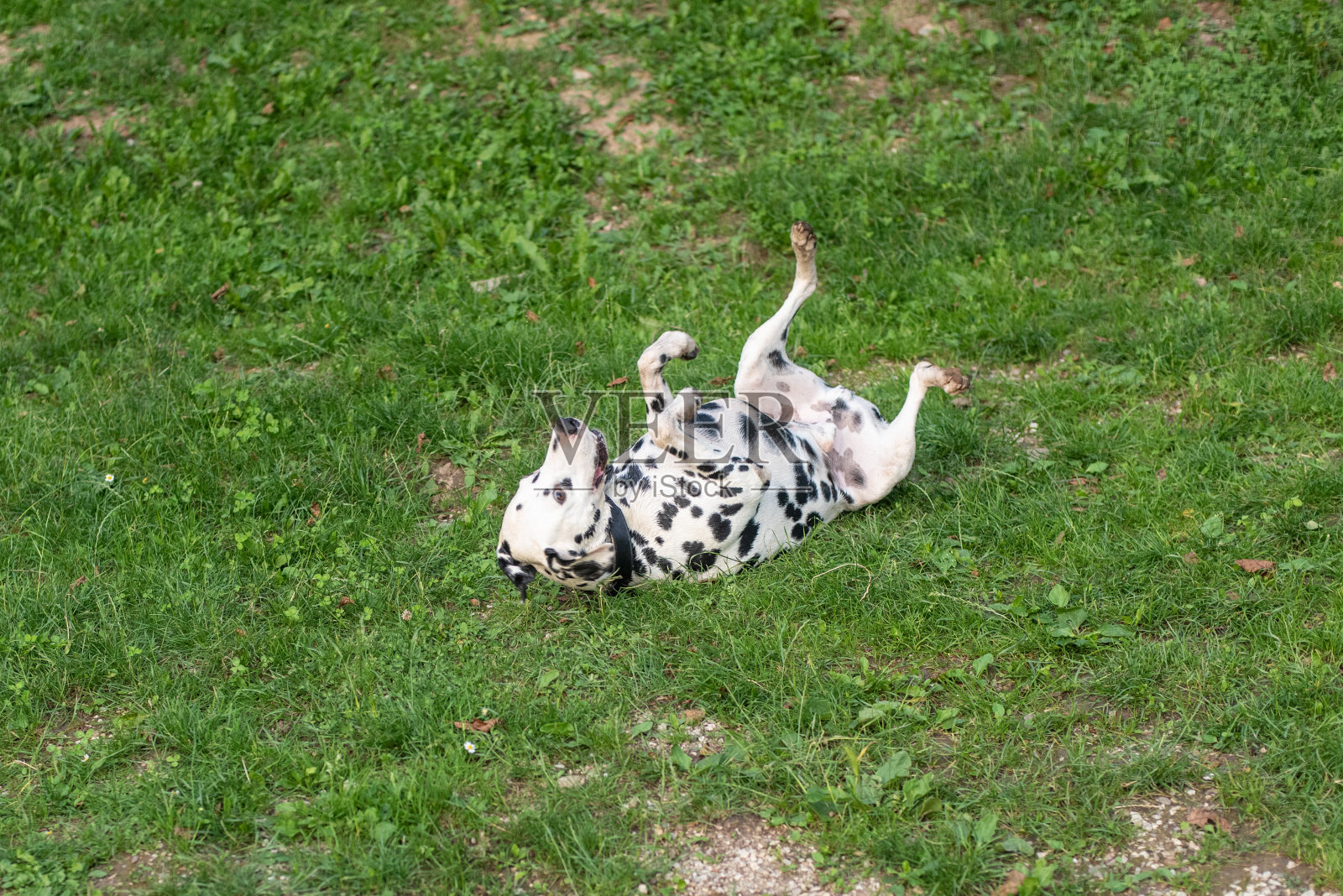 达尔马提亚犬照片摄影图片