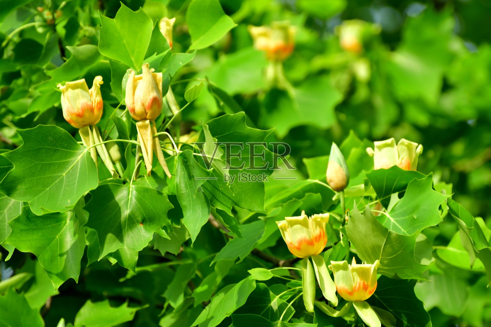 郁金香树/鹅掌楸花照片摄影图片