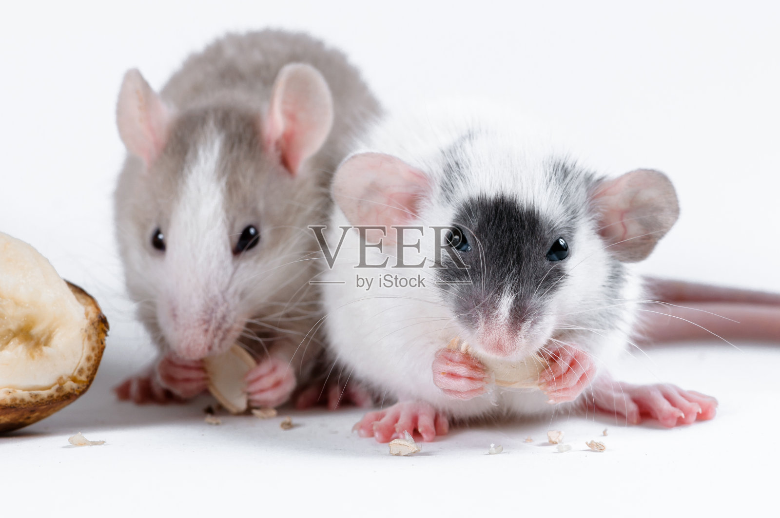 装饰老鼠正在吃白色的背景照片摄影图片