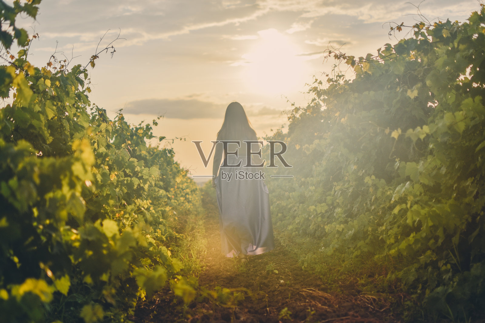 穿过葡萄园照片摄影图片