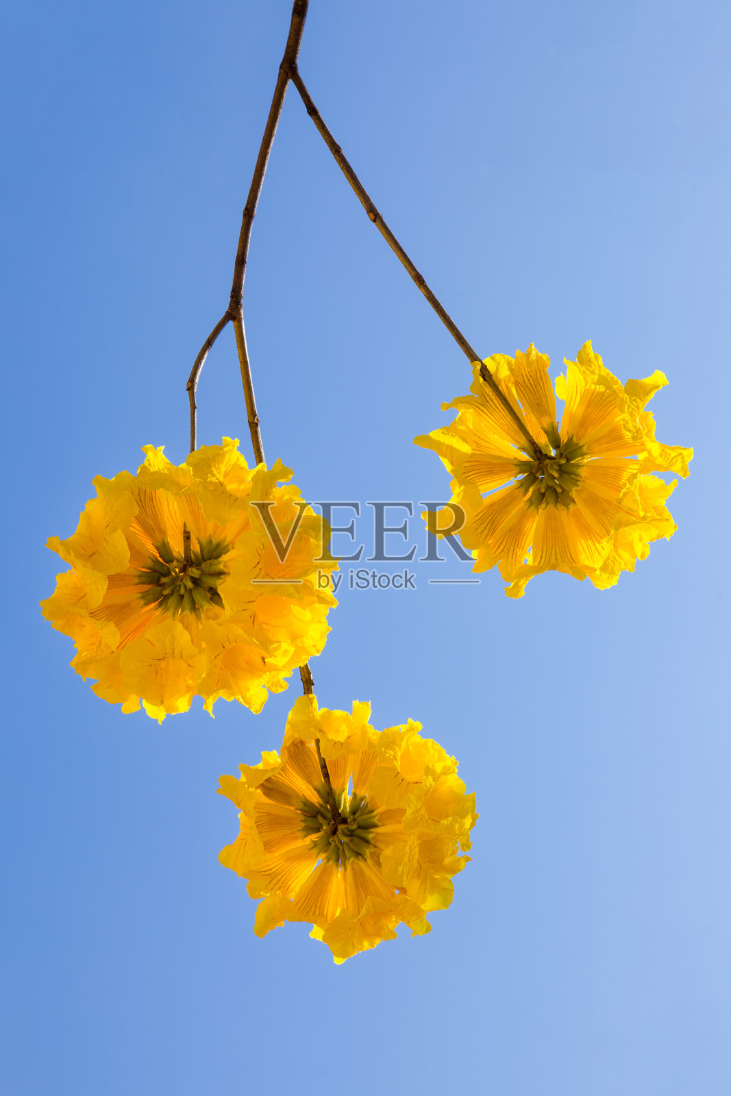 黄色的石竹花在蓝天的映衬下绽放照片摄影图片