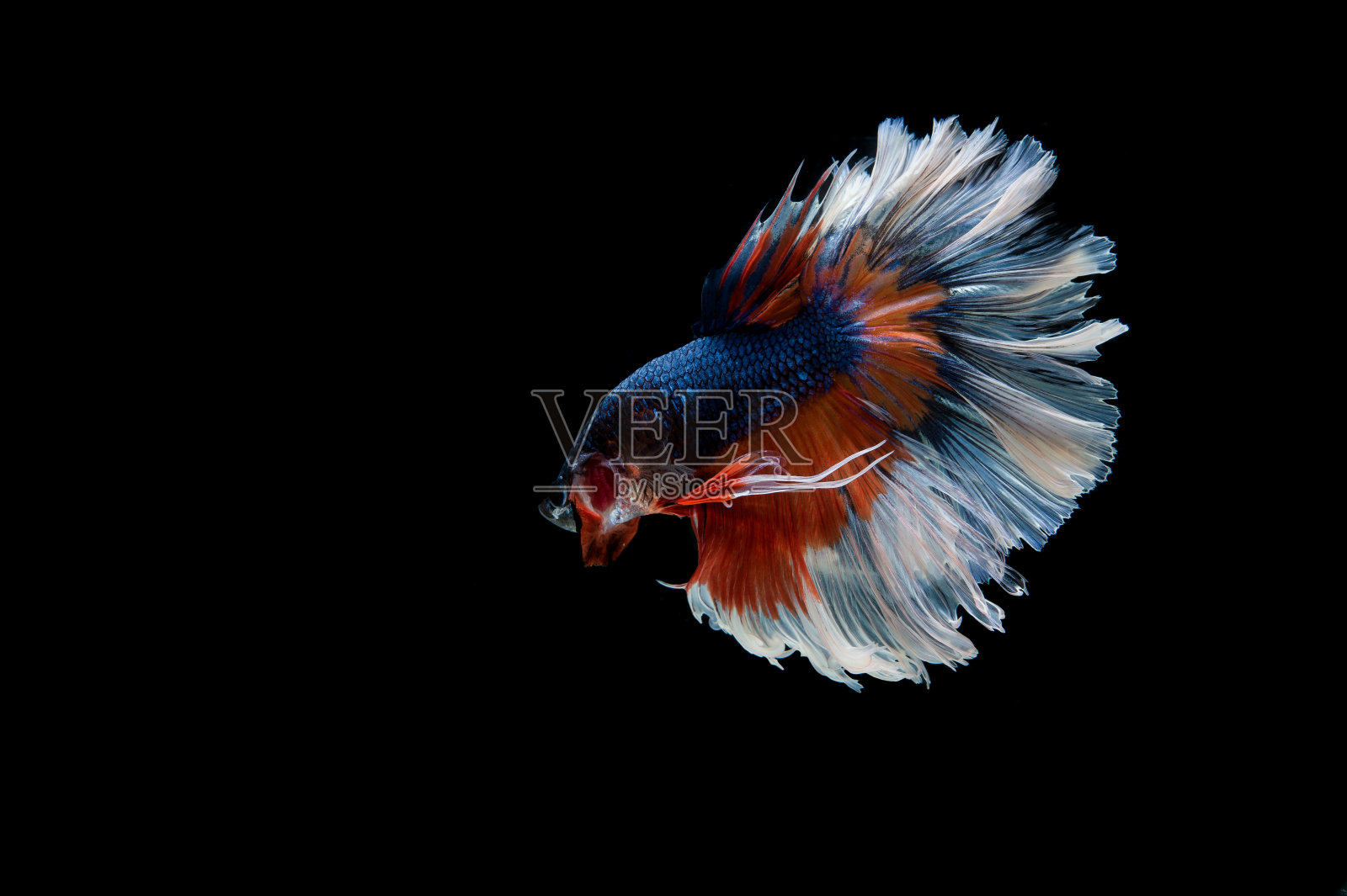 美丽多彩的暹罗斗鱼照片摄影图片