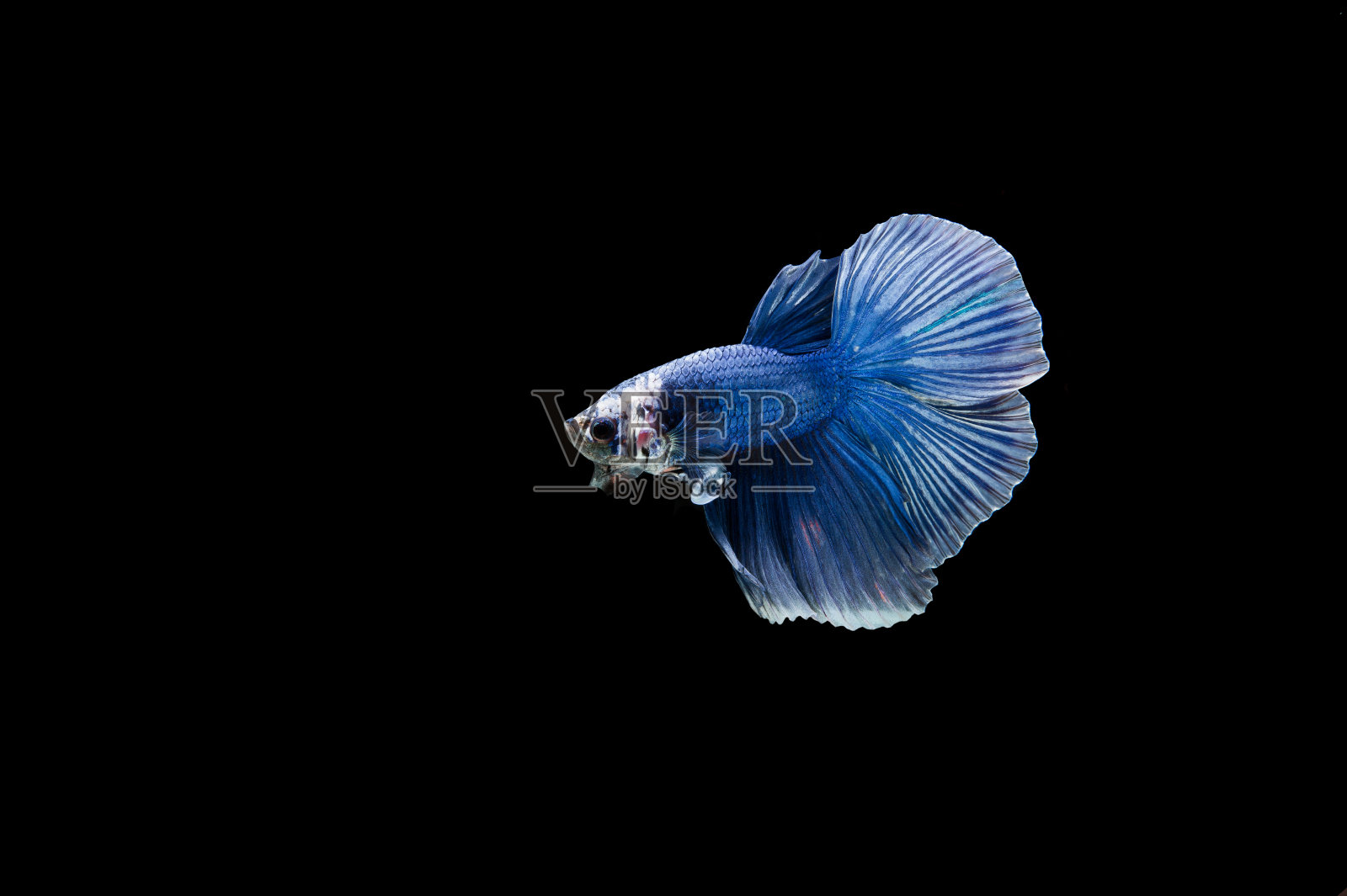 美丽多彩的暹罗斗鱼照片摄影图片