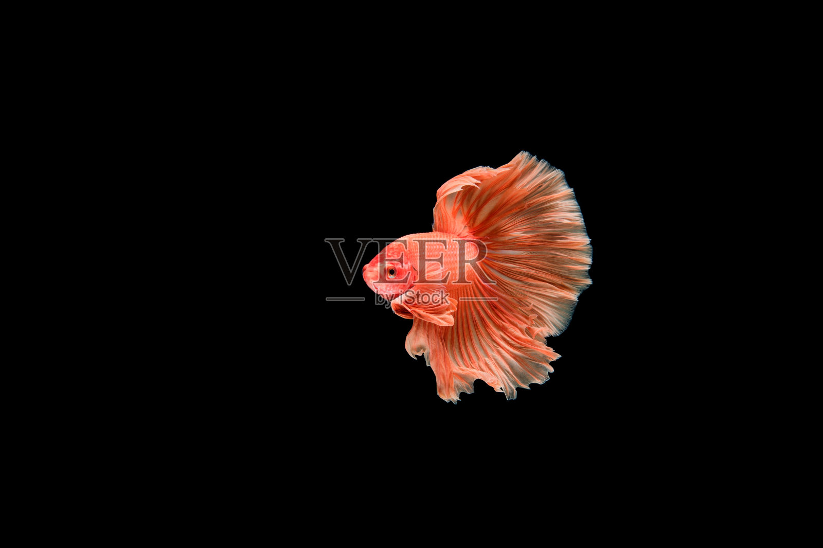 美丽多彩的暹罗斗鱼照片摄影图片