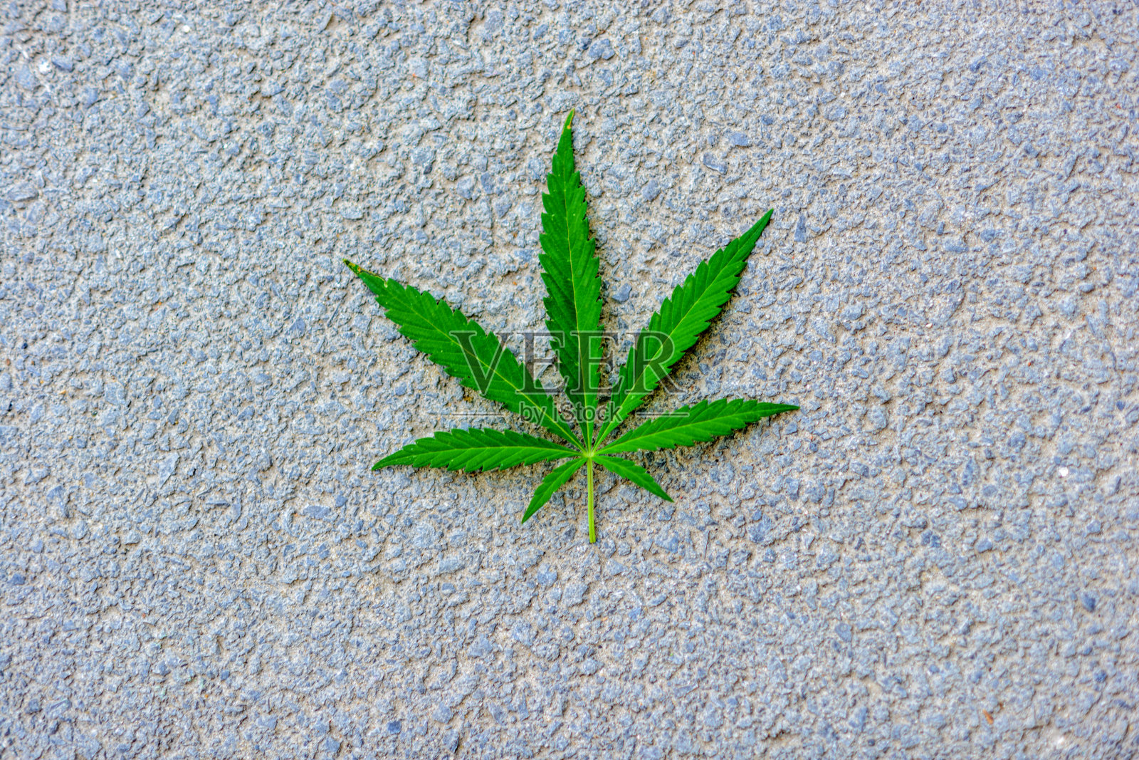 灰色石质背景上的大麻叶子的莲座照片摄影图片