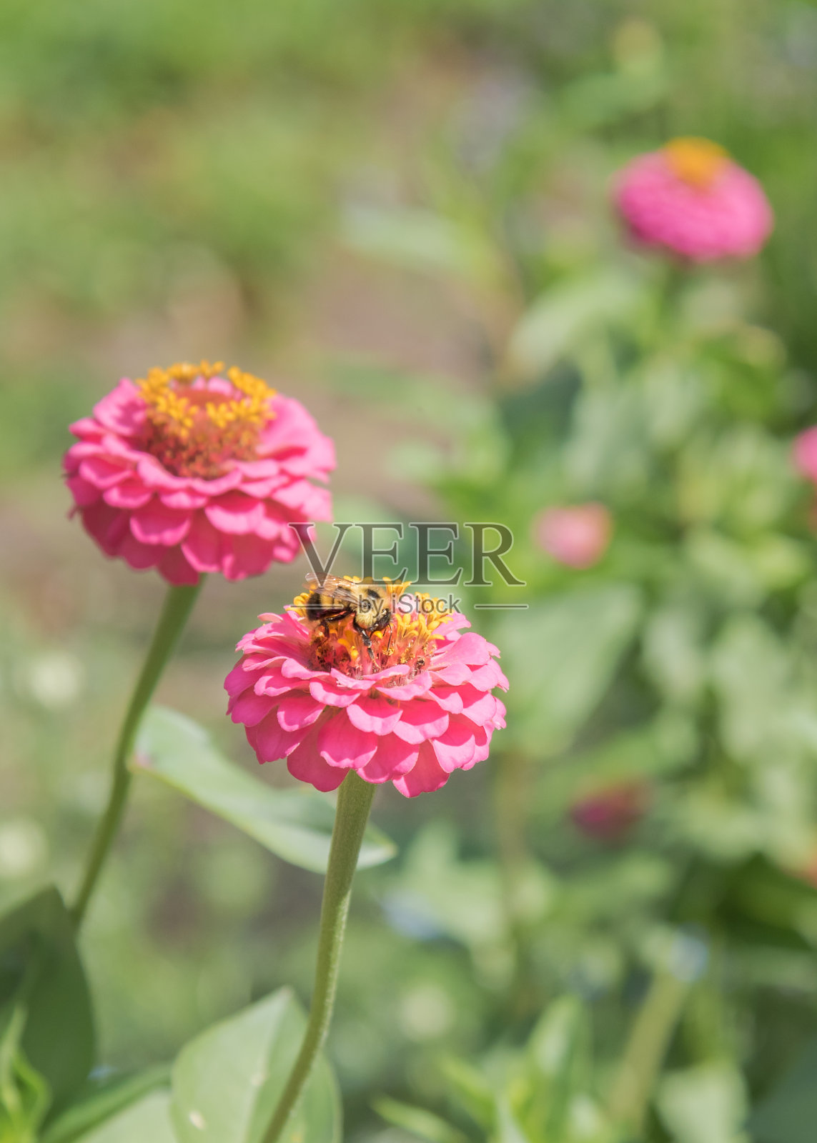 亮粉色百日菊与蜜蜂在夏季花园的特写照片摄影图片