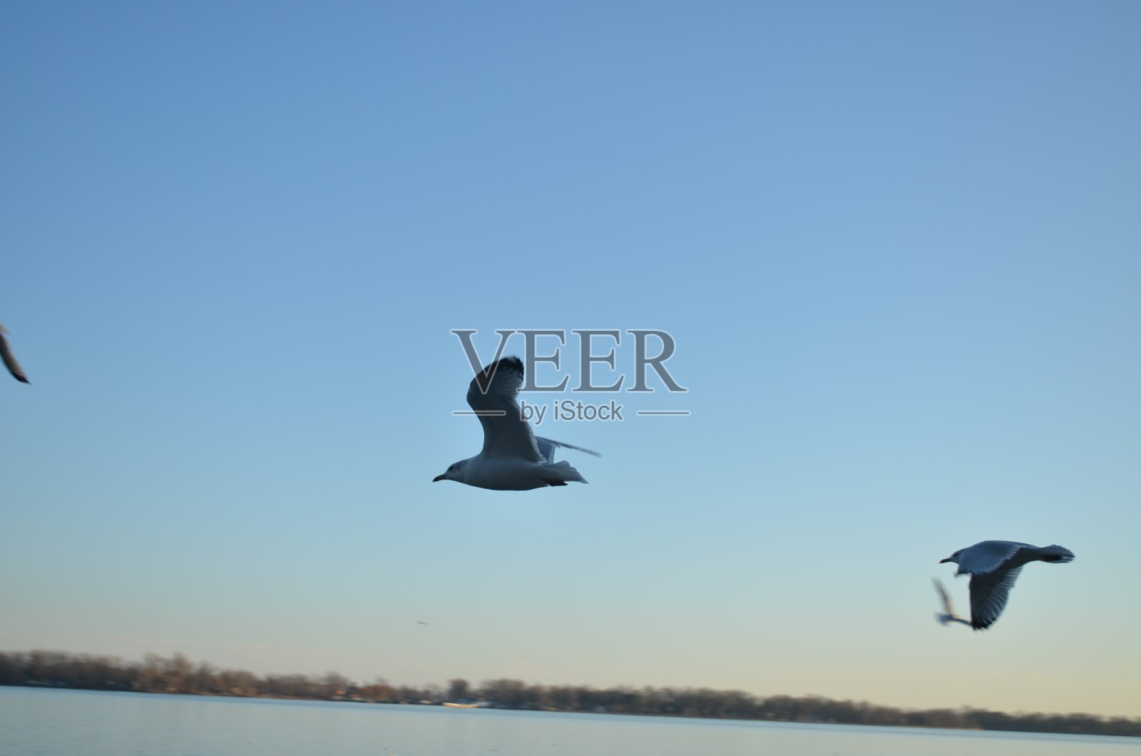 日落时分,海鸥飞过多伦多的港湾照片摄影图片