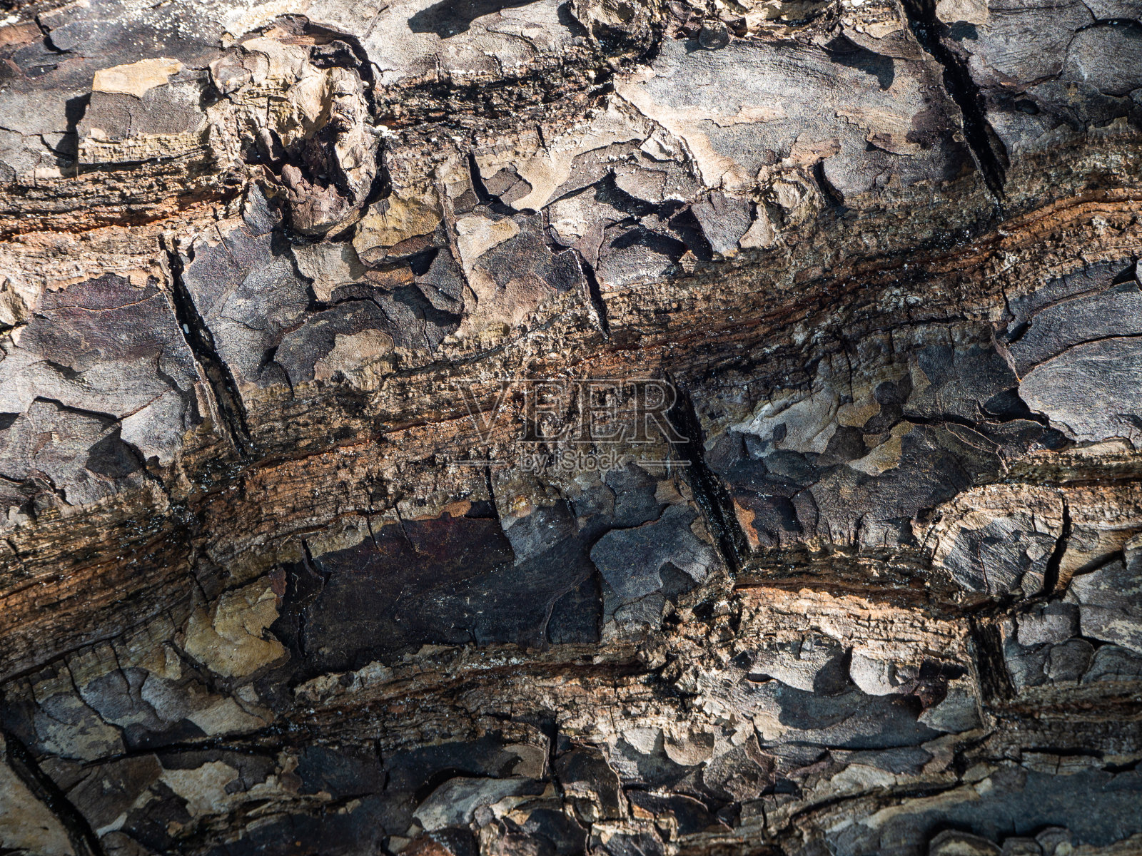 热带树的树干。树皮的质地照片摄影图片