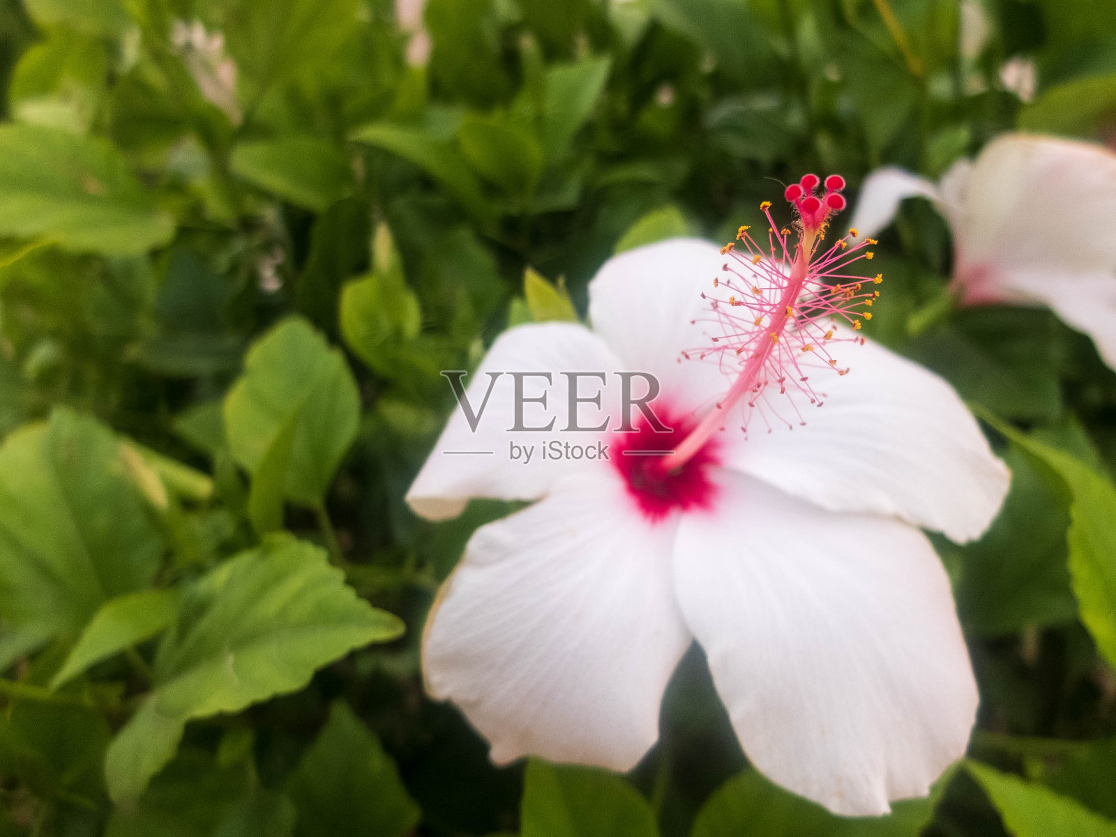 木槿的白色大花,有粉红色的雄蕊和雌蕊照片摄影图片