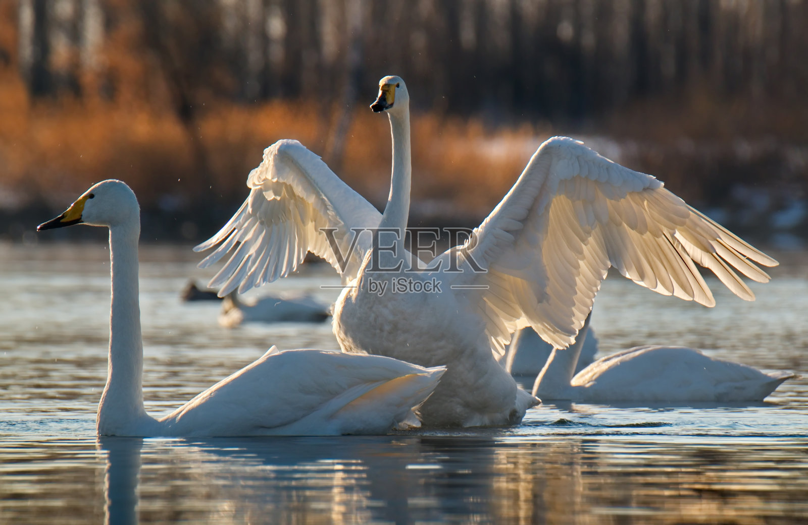 天鹅在夕阳下悠闲地游动照片摄影图片