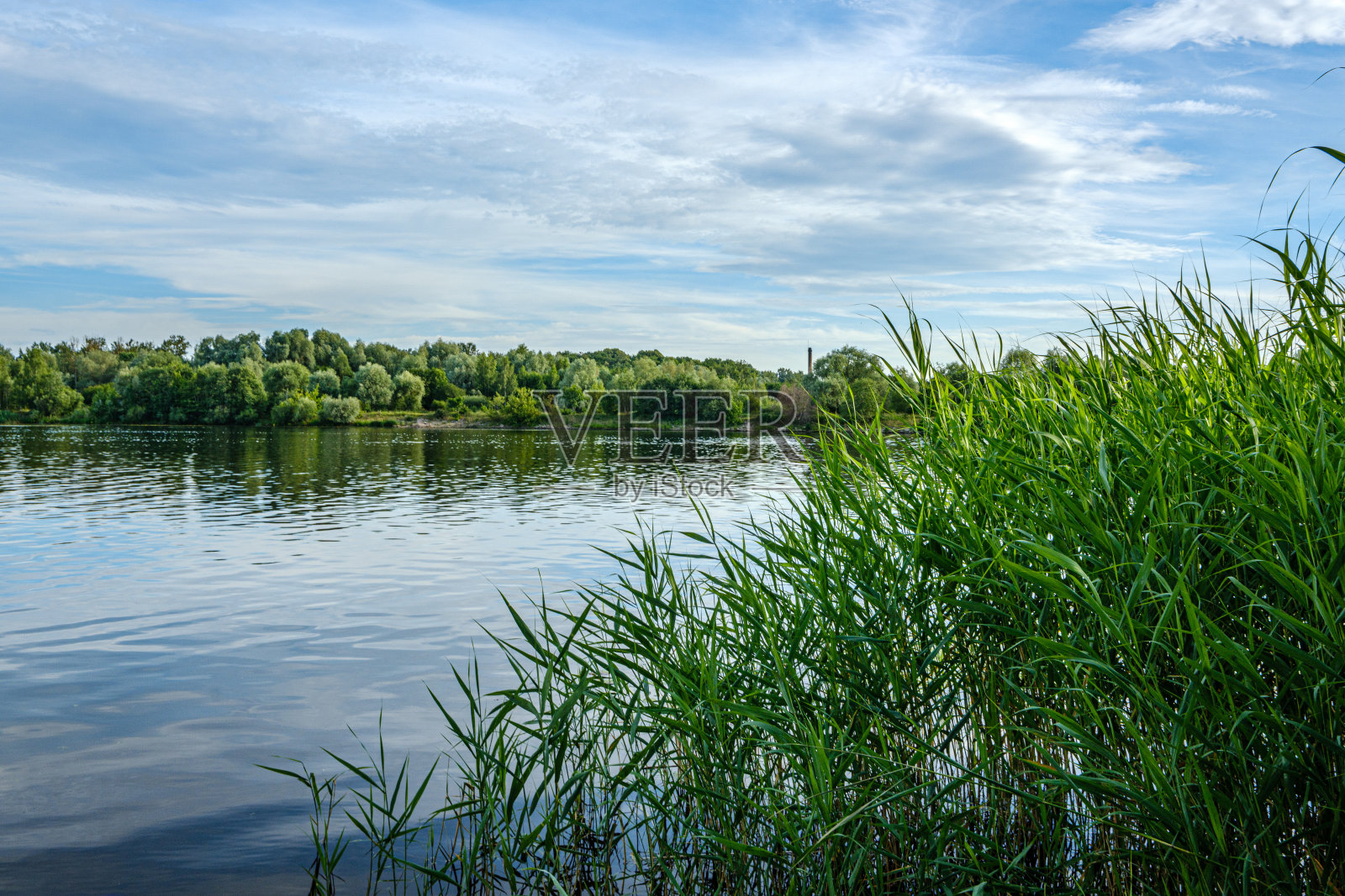 宁静的夏日傍晚,森林湖边的森林照片摄影图片