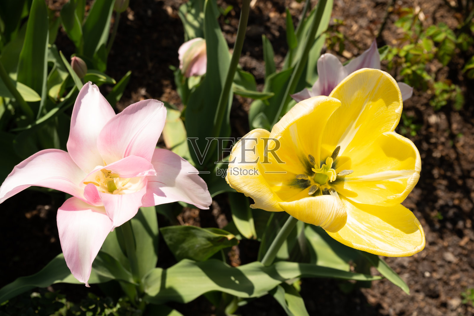 荷兰郁金香的海洋照片摄影图片