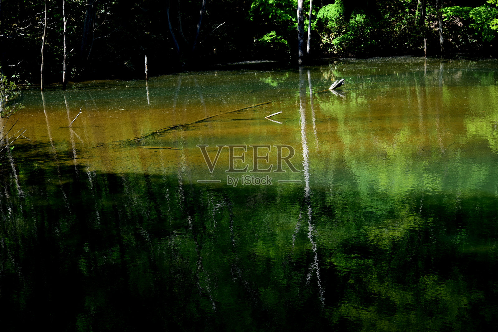 北海道池塘在森林里照片摄影图片