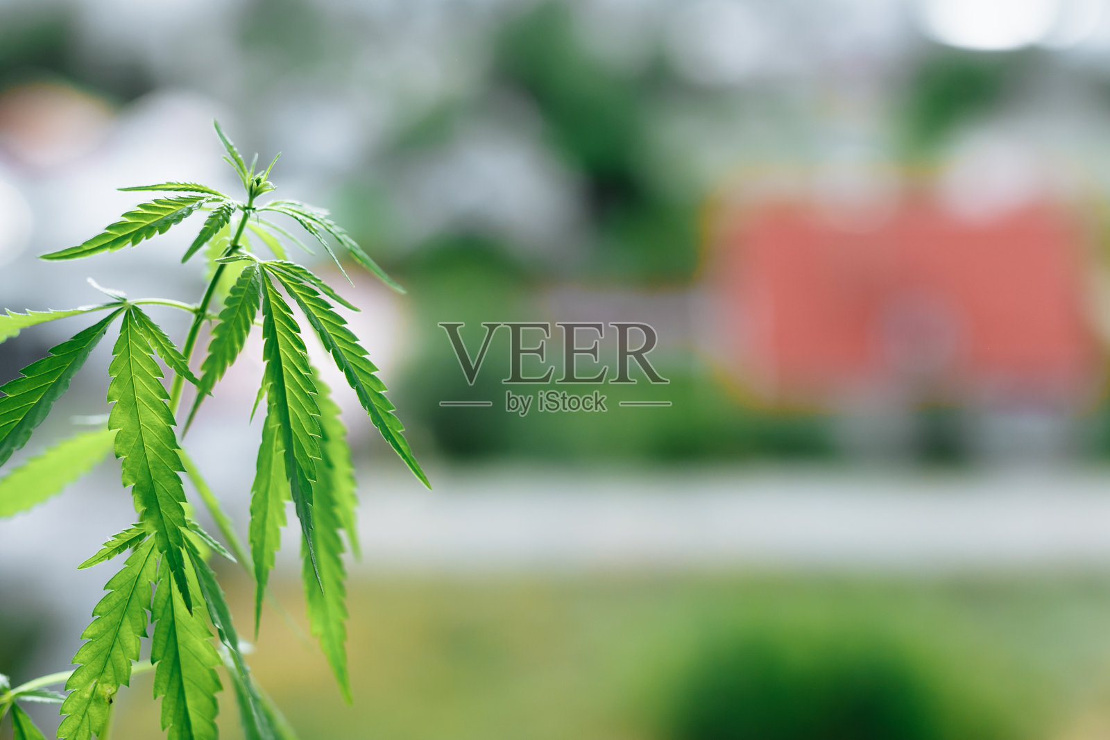 种植大麻。种植大麻,美丽的大麻灌木CBD,大麻植被植物,背景绿色。本空间照片摄影图片