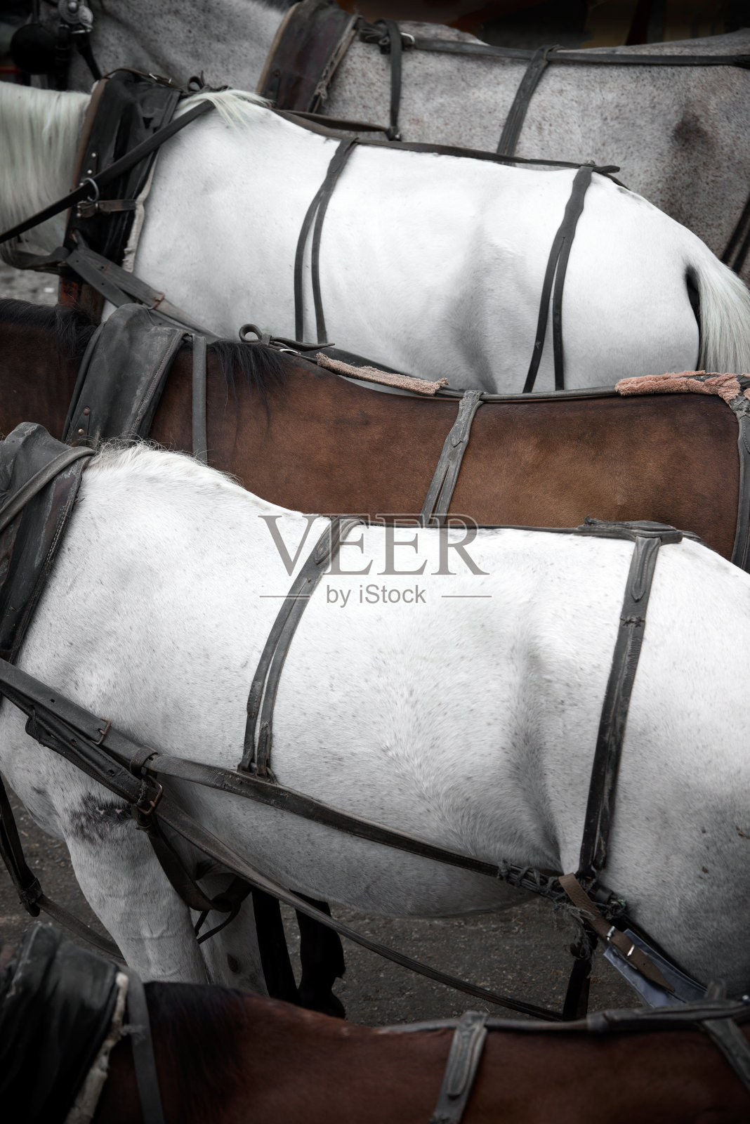 马车的马照片摄影图片