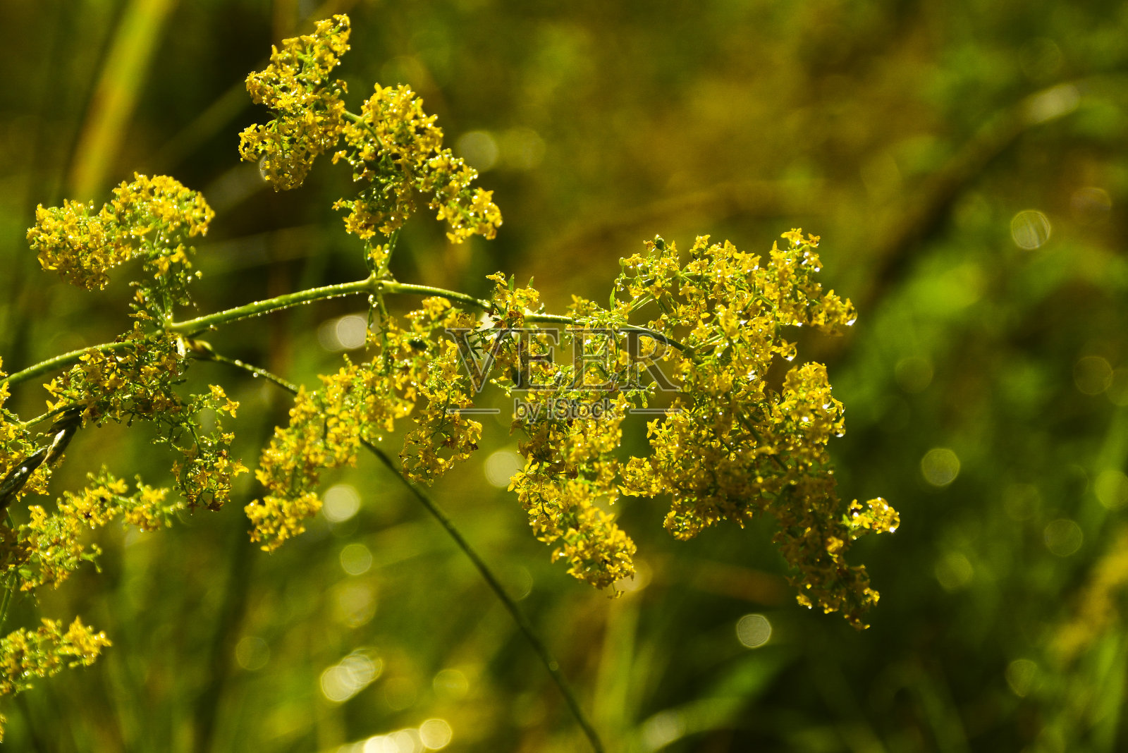 晨露照片摄影图片