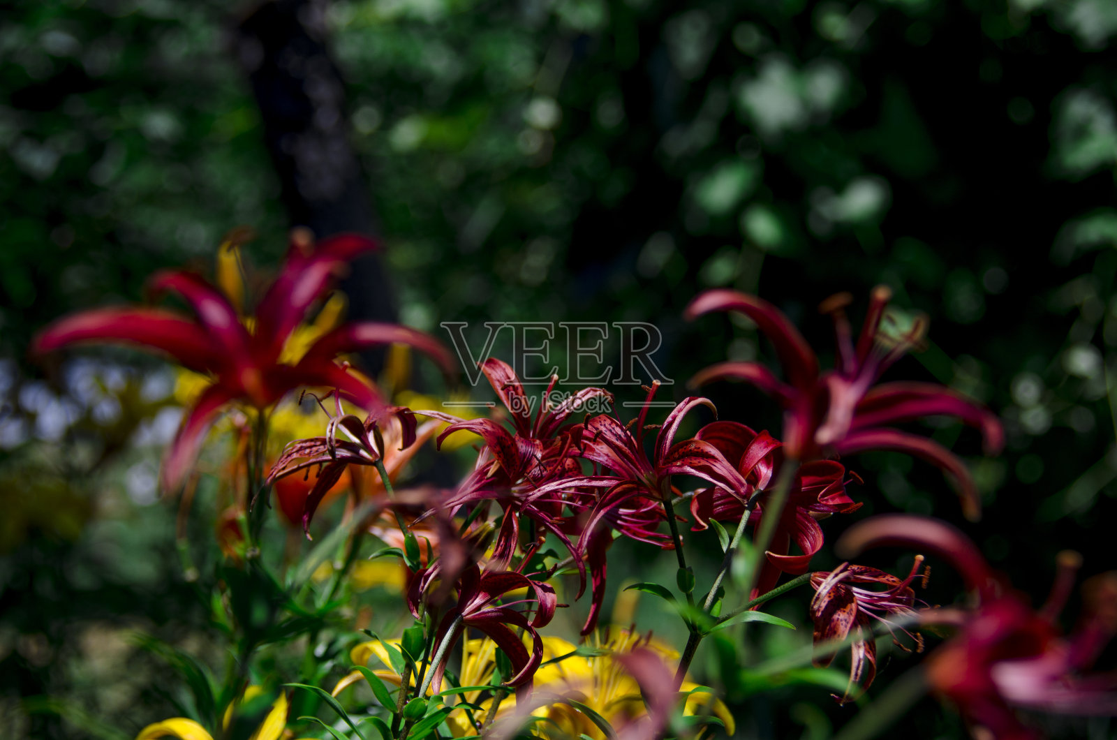 花园里长着一丛深紫红色、茎绿色的百合花照片摄影图片