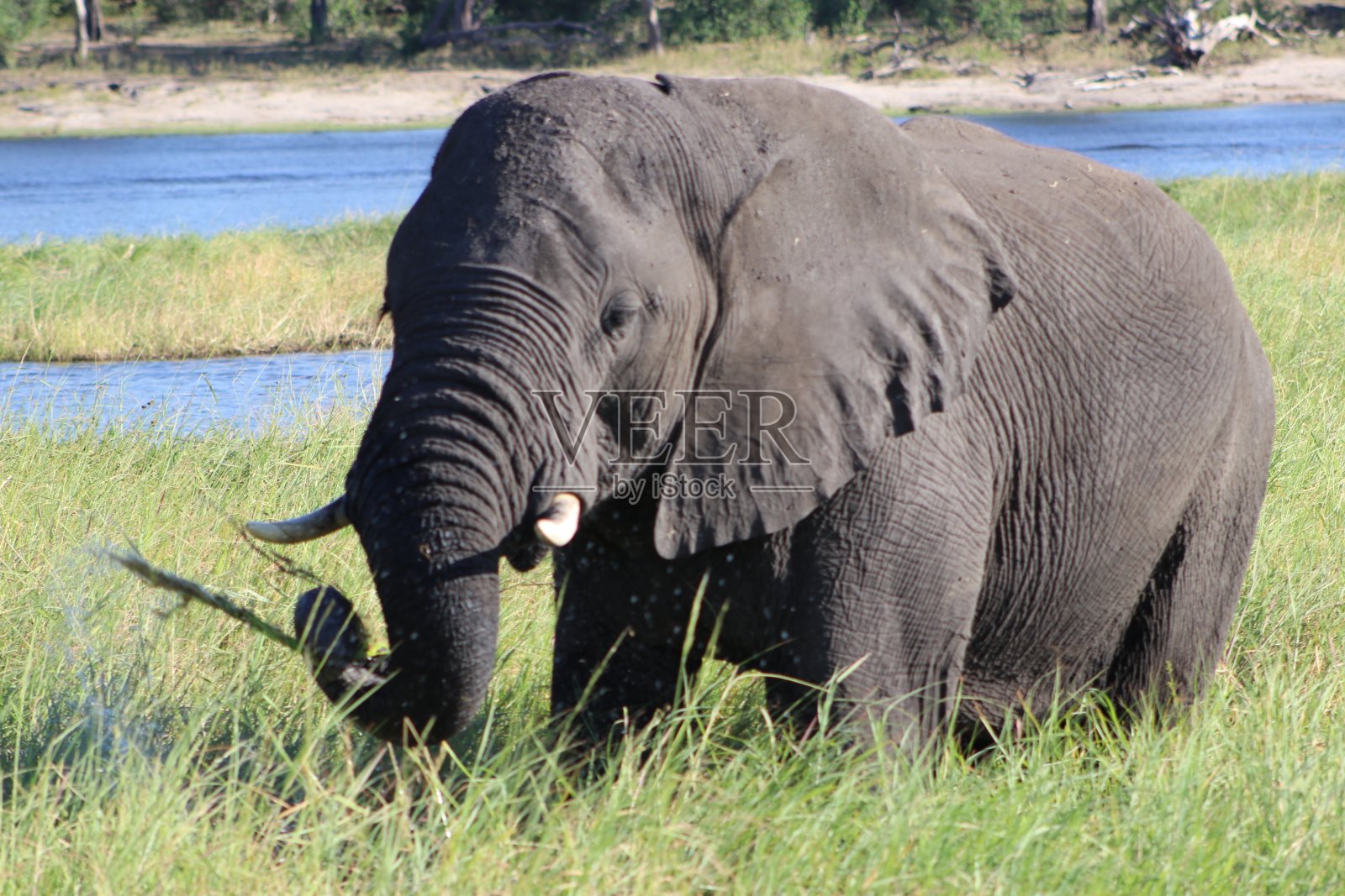 非洲象-博茨瓦纳照片摄影图片
