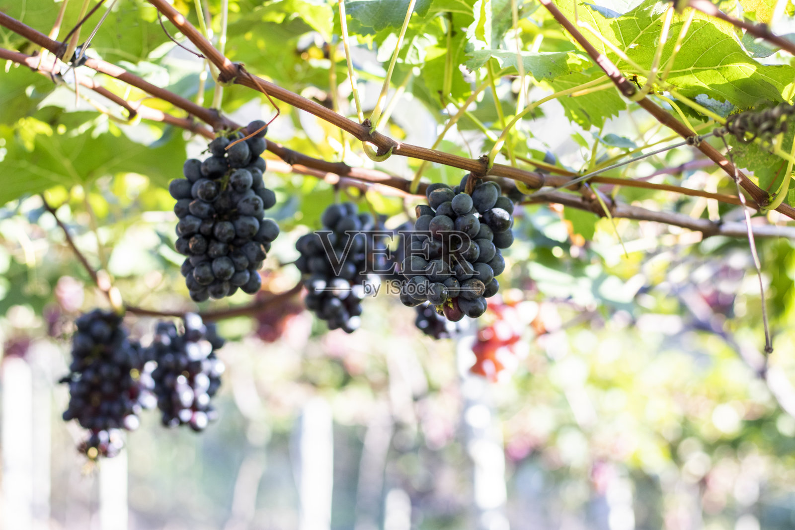 葡萄园的紫色/黑色葡萄串(Vitória)。葡萄的收成。照片摄影图片