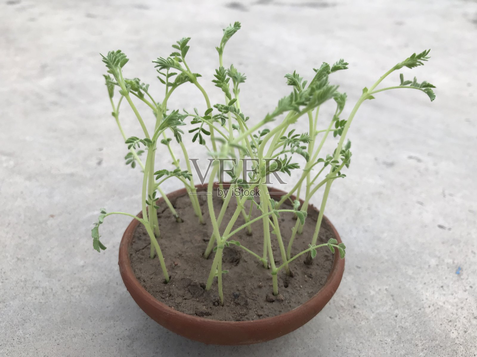 锅里的微型蔬菜照片摄影图片