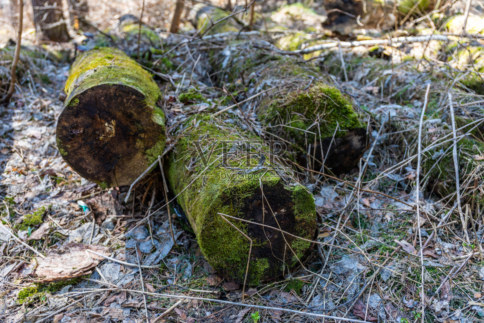 世界上的每件事都有一个终点,任何一块木头不是变成柴火就是腐烂照片摄影图片