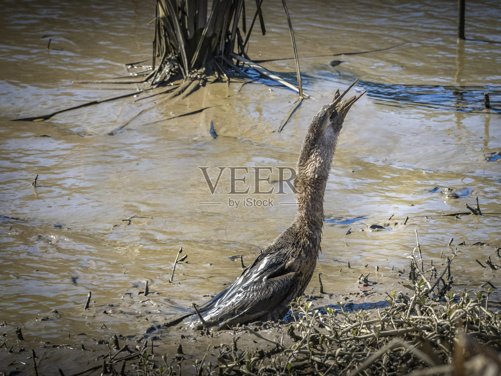 吃鱼的鸟照片摄影图片