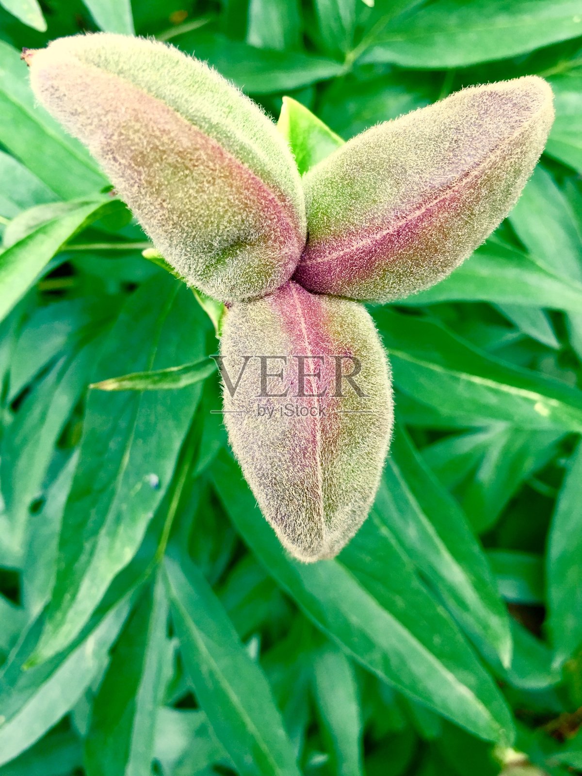 鲜花照片摄影图片