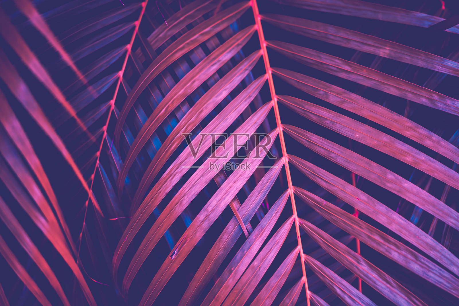 在天空抽象背景上复制空间粉红色热带棕榈树。暑期旅游与自然探险理念。复古色调过滤效果色彩风格。照片摄影图片