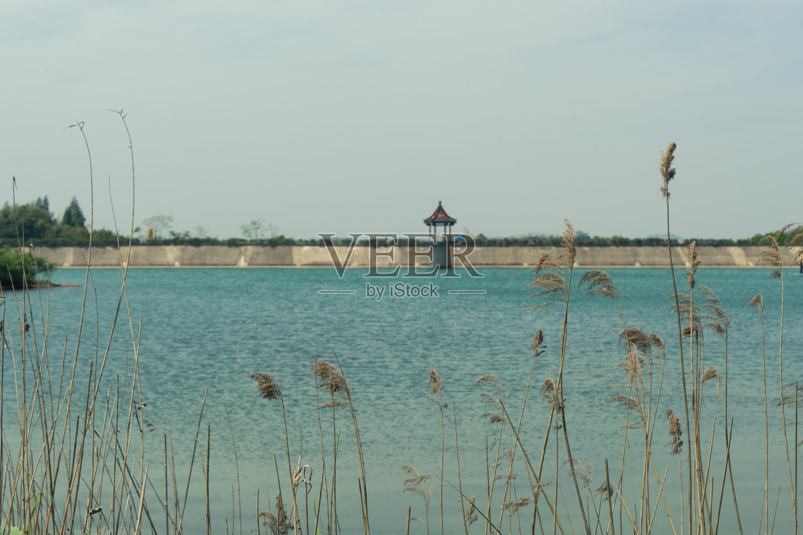 秋天湖边有芦苇照片摄影图片