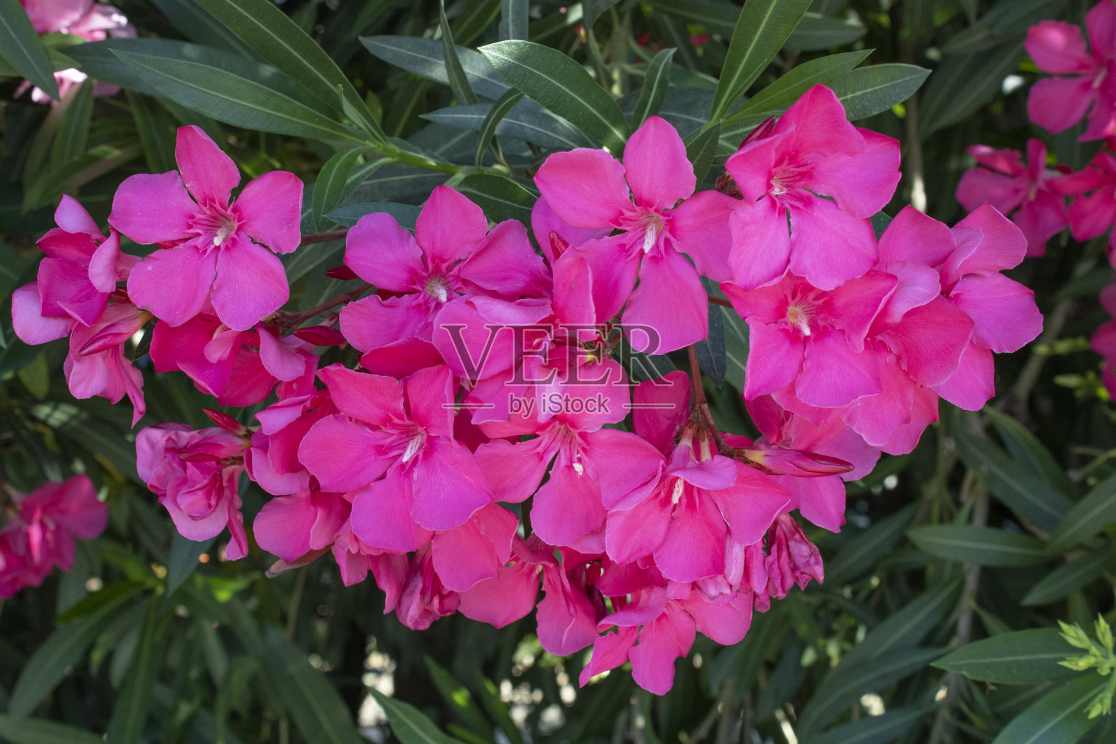 白色mandevilla花。特写镜头。模糊的背景。照片摄影图片