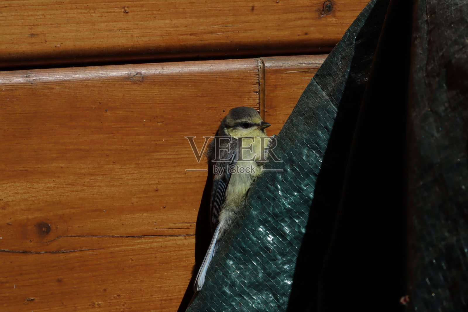 木墙背景上的小鸟。苍头燕雀的小妞。在地面上进食的普通雌苍头燕雀。雀。苍头燕雀雏鸡(coelebs)照片摄影图片