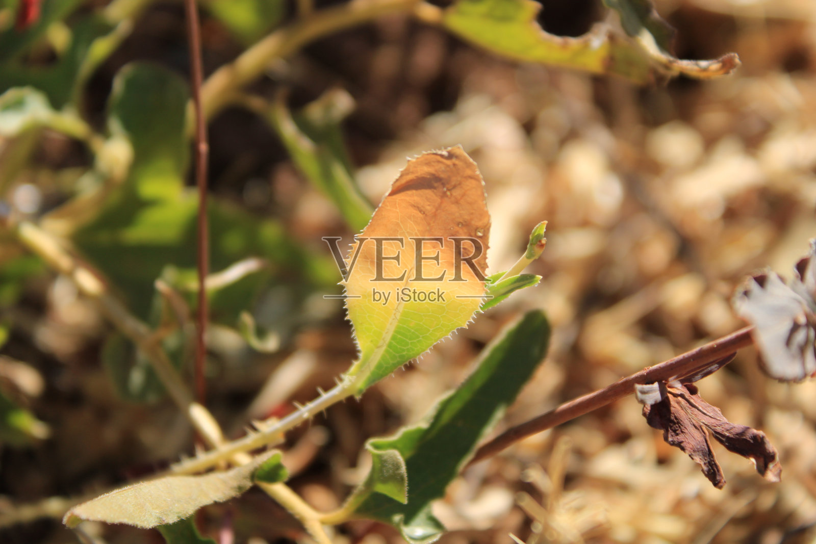 美丽的叶子的颜色变化,这是在阳光和树荫下照片摄影图片