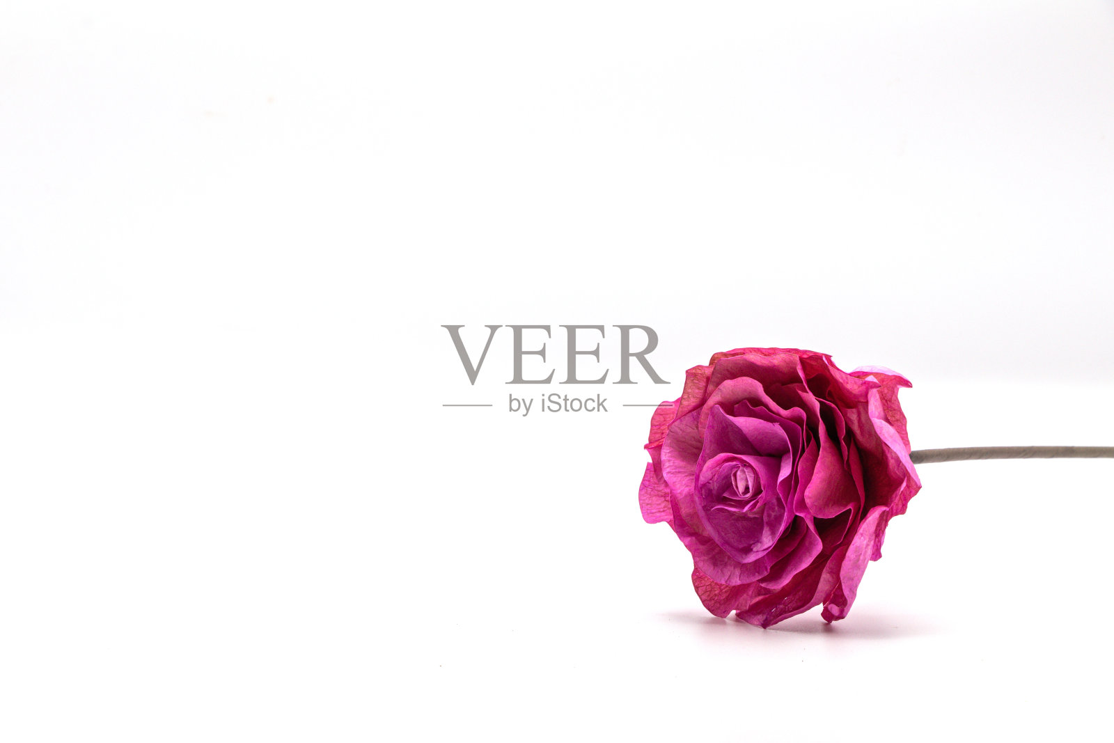 干燥的粉红色玫瑰花孤立在白色的背景上。照片摄影图片