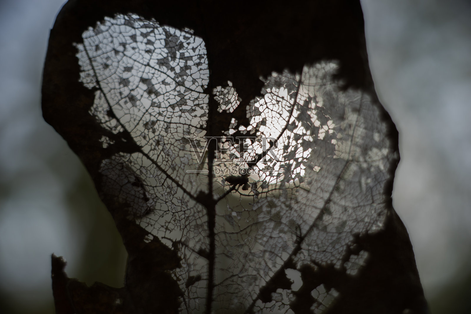 叶子照片摄影图片
