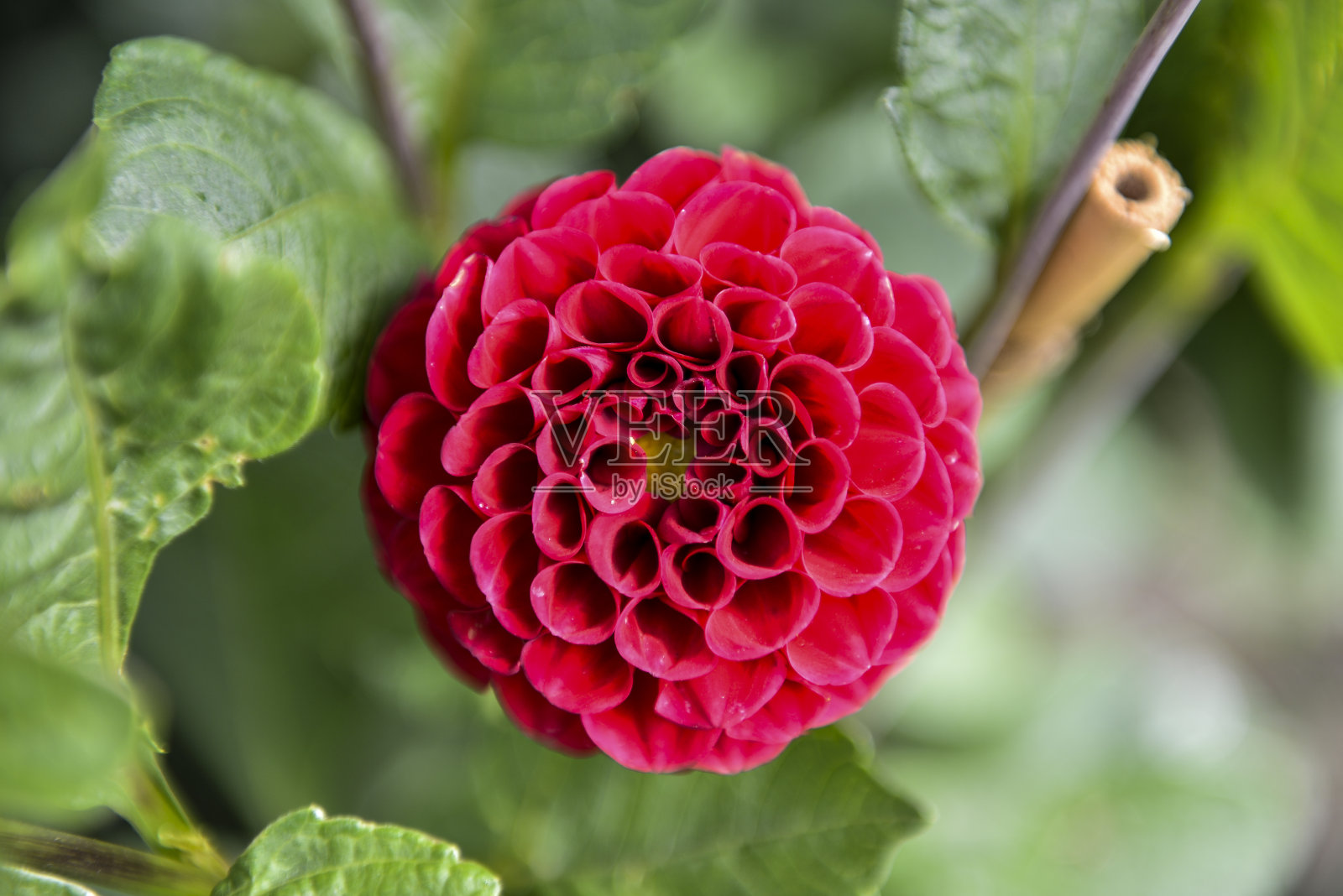 红色的花照片摄影图片