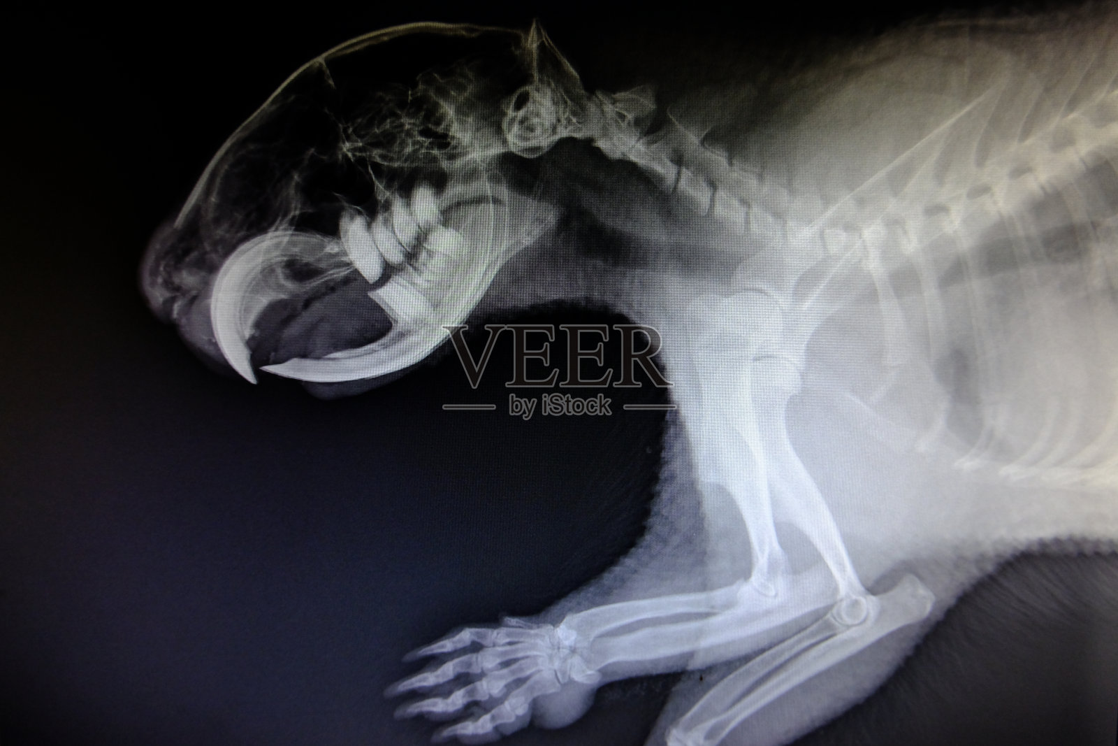 野生动物的x光图像照片摄影图片