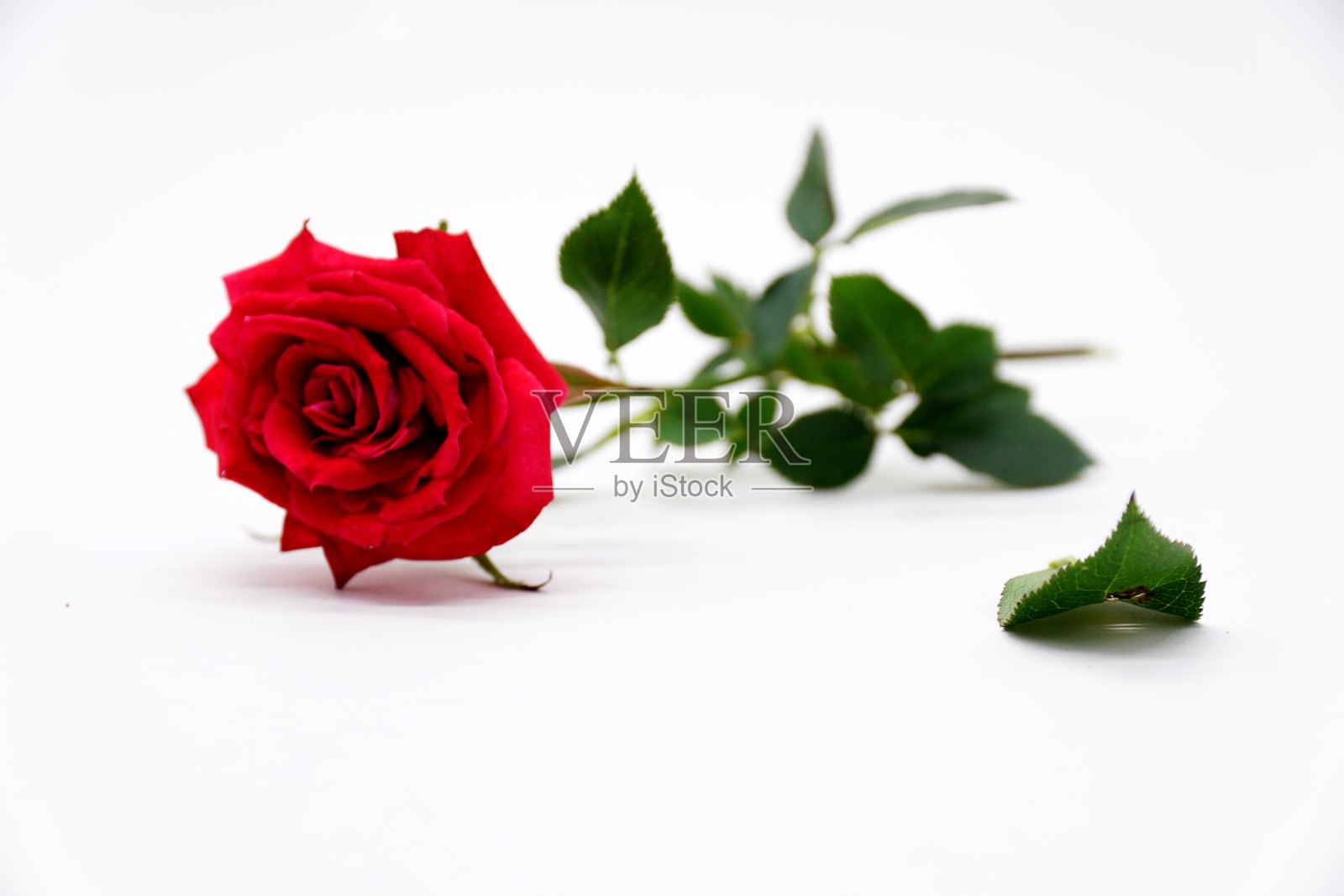 红色迷你玫瑰作为礼物照片摄影图片