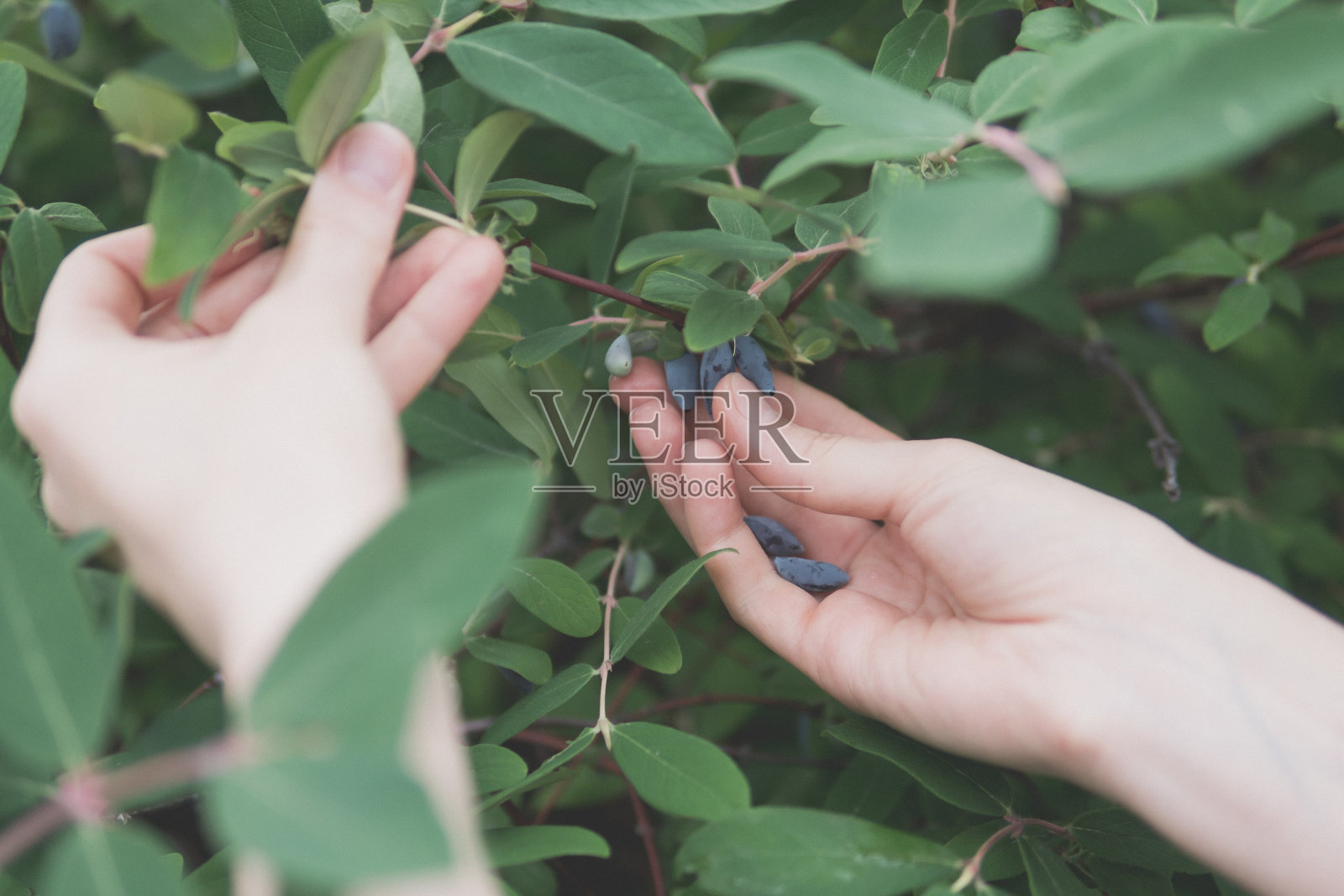 一个女孩用手从灌木上摘浆果照片摄影图片