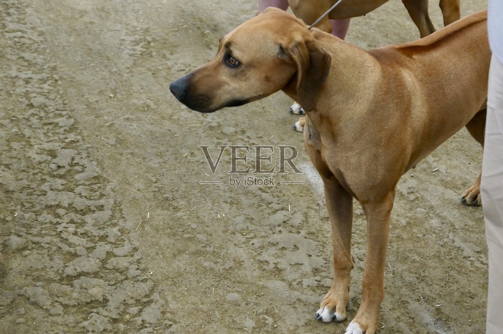 罗得西亚脊背犬照片摄影图片