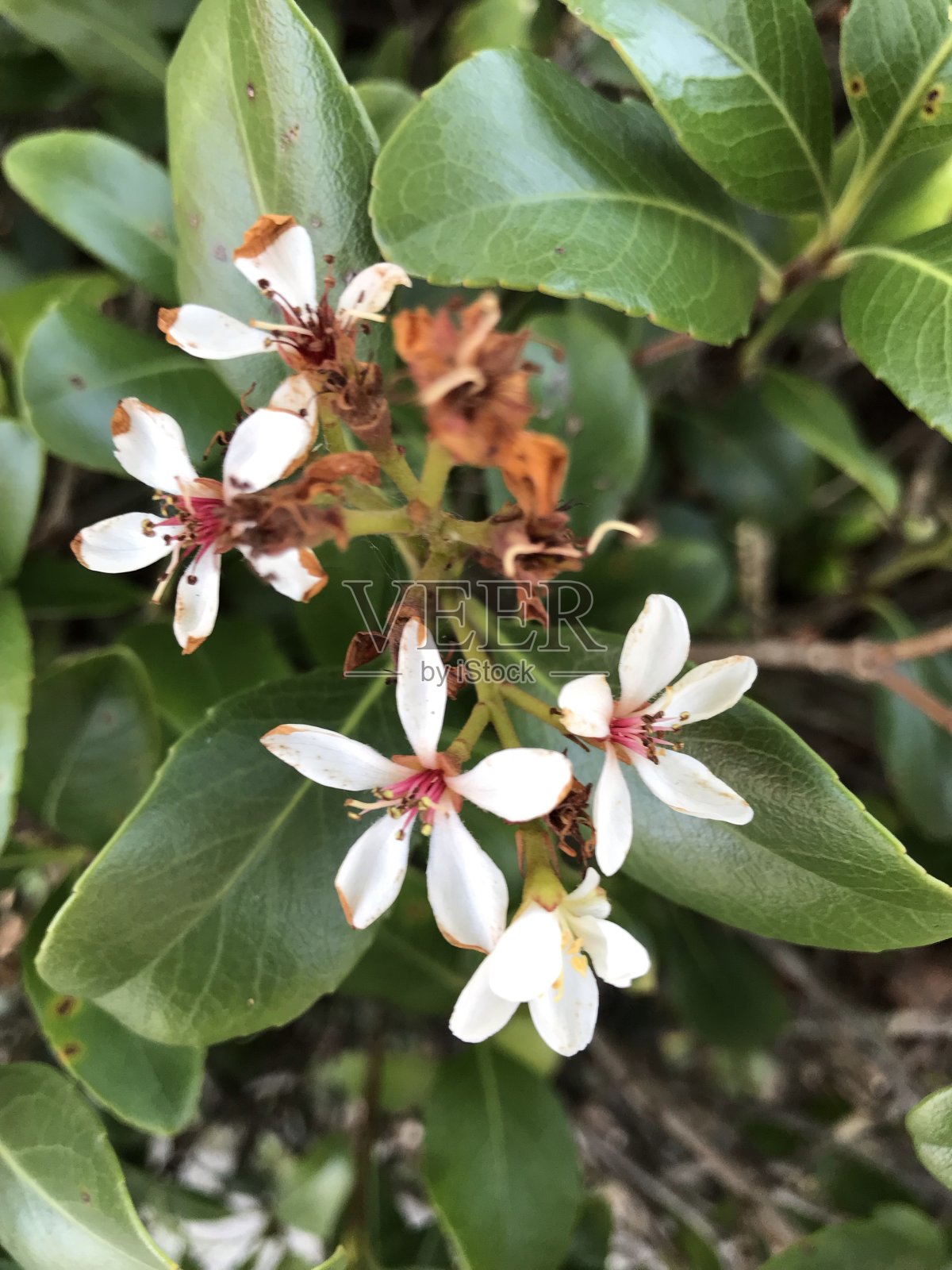 希望在哪里生长,奇迹在哪里开花照片摄影图片