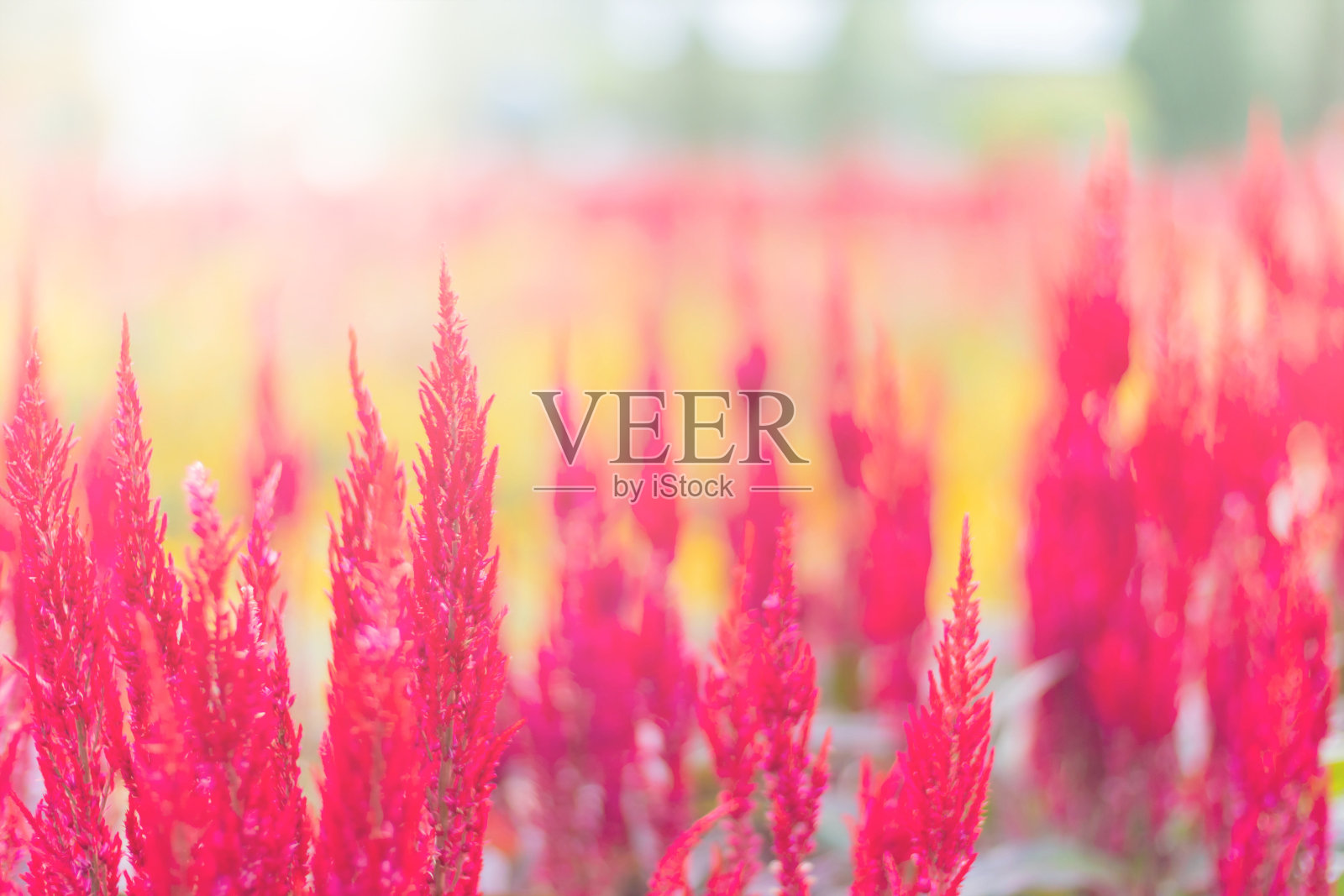 粉红色,红色天青草,银白色或鸡冠花在花园里。中国羊毛花。照片摄影图片