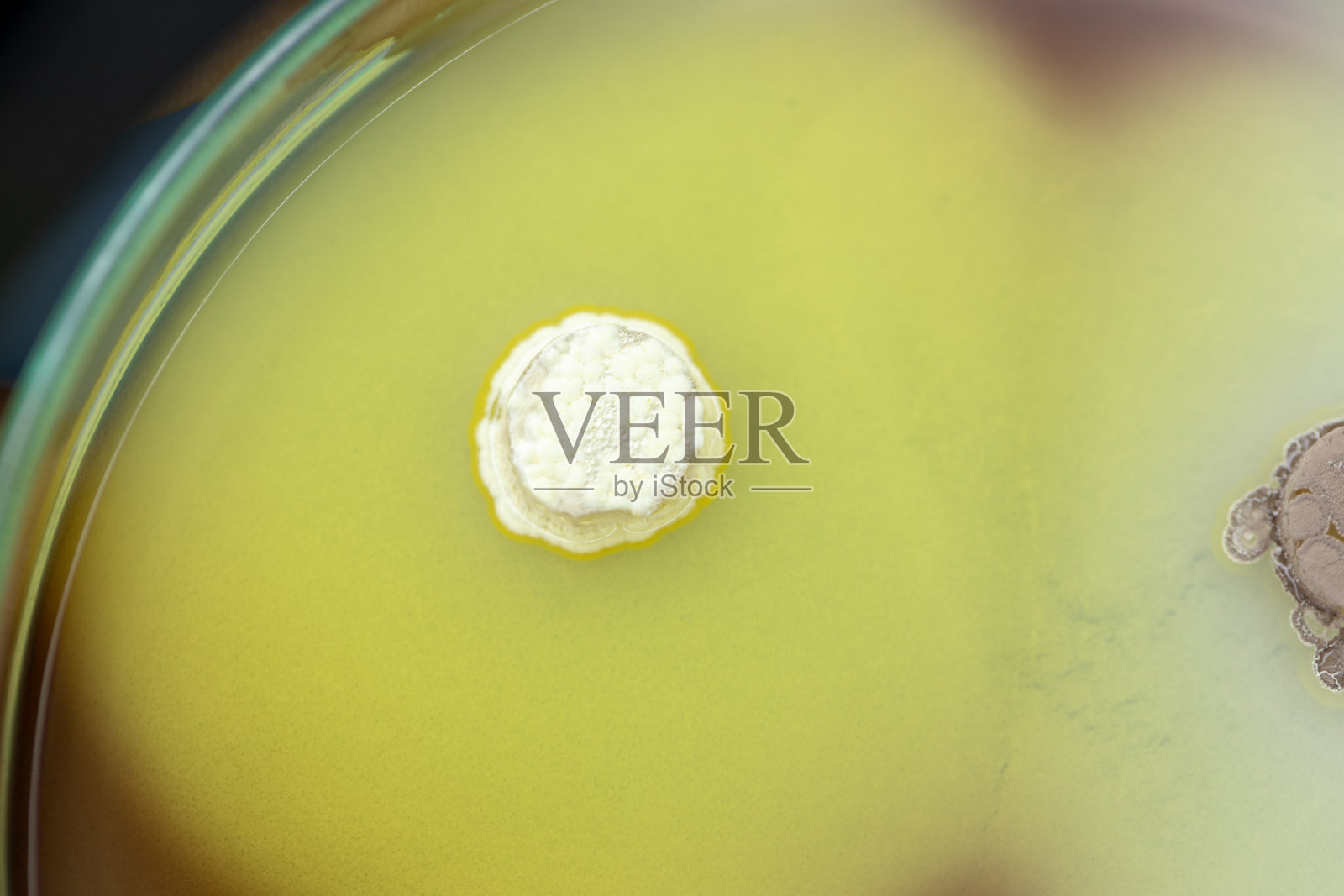 土壤样品琼脂平板上细菌和霉菌的特性及不同形态菌落背景,供微生物学实验室教学之用。照片摄影图片