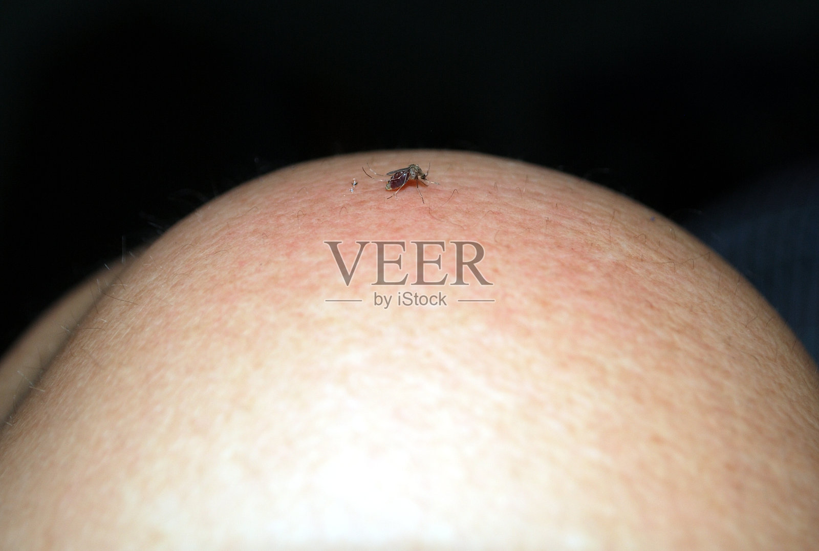 蚊子照片摄影图片