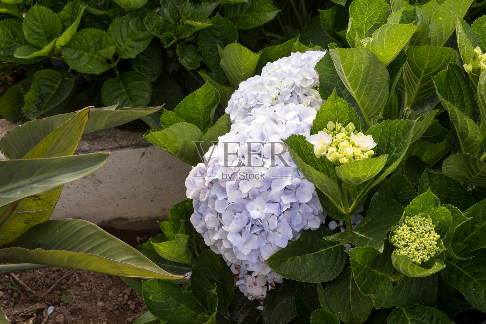绣球花(hortensia)生长在自然界照片摄影图片