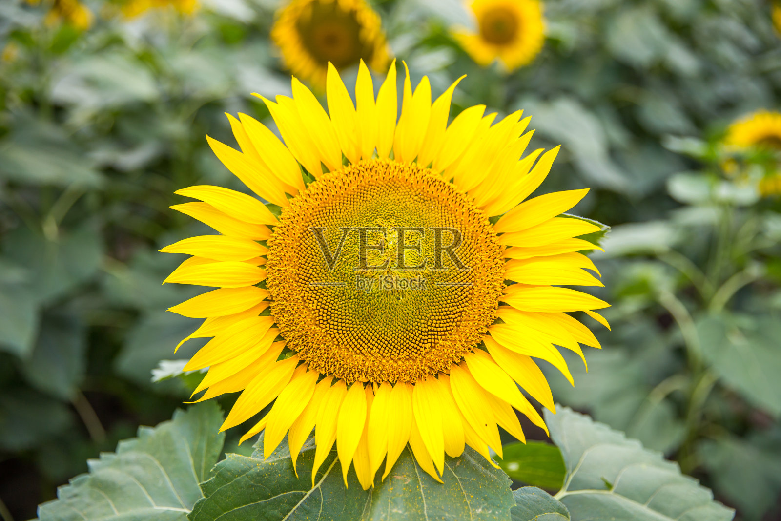 向日葵的特写,向日葵和天空照片摄影图片