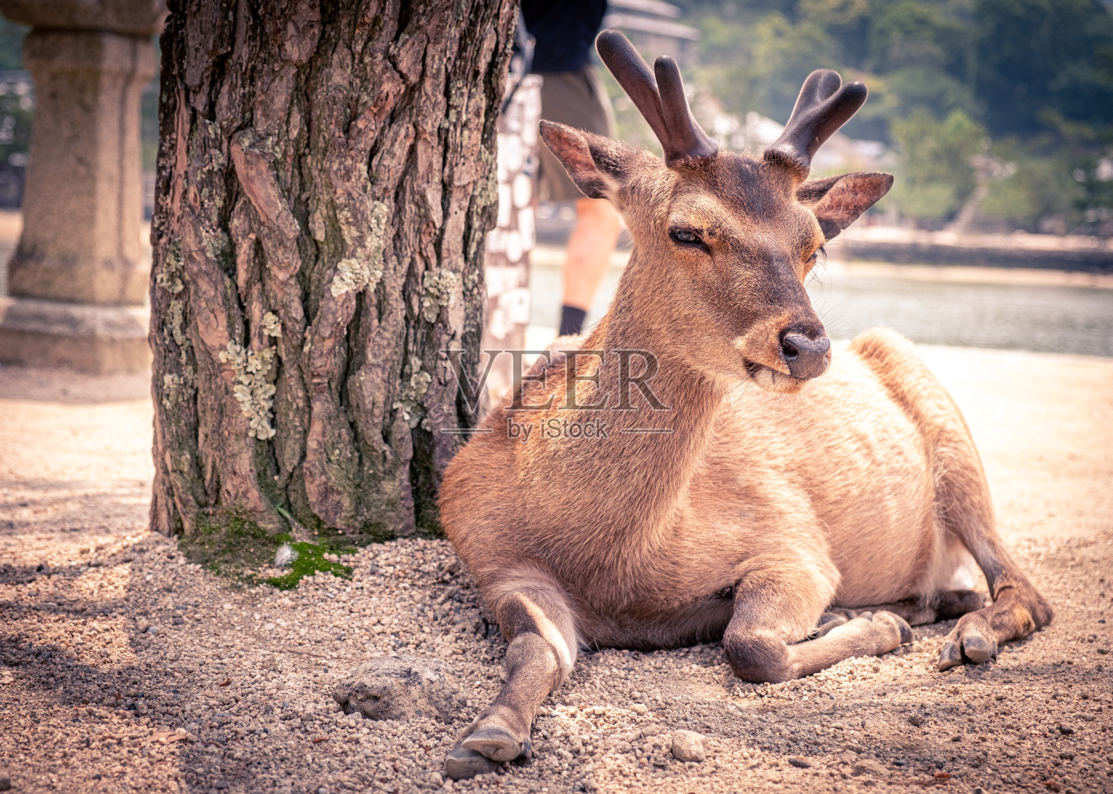 日本广岛县宫岛的鹿照片摄影图片